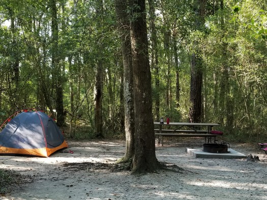 Campsite Carolina Beach State Park.jpg